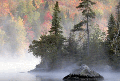 Another Tree Scene